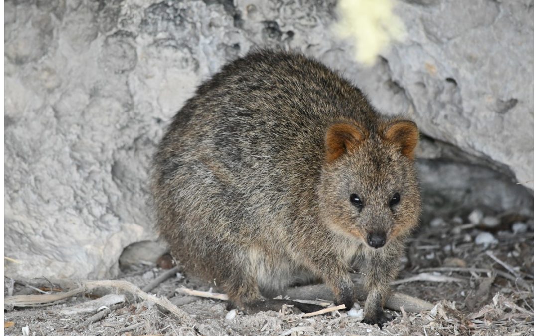 ROTTNEST ISLAND